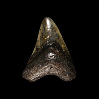 Natural History - Megalodon Giant Shark Fossil Tooth