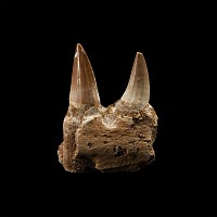 Natural History - Mosasaur Fossil Jaw Section