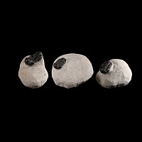 Natural History - Fossil Morocops Trilobite Group