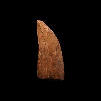 Natural History - Fossil African 'T-rex' Dinosaur Tooth