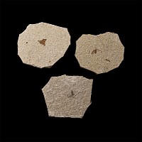 Natural History - Fossil Fly Group