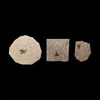 Natural History - Fossil Fly Group