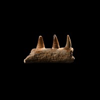 Natural History - Mosasaur Fossil Jaw Section