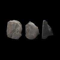Natural History - Fossil Brittle Star Group