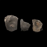 Natural History - Fossil Brittle Star Group