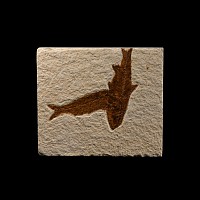 Natural History - Knightia Fossil Fish