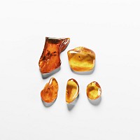 Natural History - Insects in Baltic Amber Group