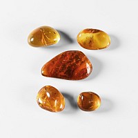 Natural History - Insects in Baltic Amber Group
