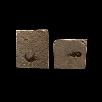 Natural History - Fossil Shrimp Group