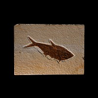 Natural History - Fossil Diplomystus Fish