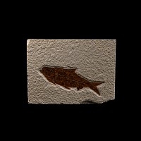 Natural History - Knightia Fossil Fish