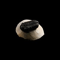Natural History - Barrandeops Fossil Trilobite