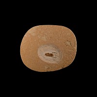 Natural History - Fossil Beetle