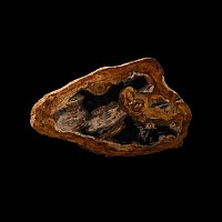 Natural History - Fossil Wood Slice