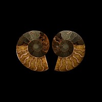 Natural History - Cut and Polished Fossil Cleoniceras Ammonite