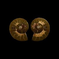 Natural History - Cut and Polished Fossil Cleoniceras Ammonite