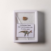 Natural History - Lambeosaurus Hadrosaurid Dinosaur Fossil Tooth