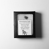 Natural History - Edmontosaurus Hadrosaurid Dinosaur Fossil Tooth
