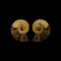 Natural History - Cut and Polished Fossil Ammonite