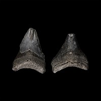 Natural History - Juvenile Megalodon Giant Shark Fossil Tooth Group