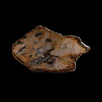 Natural History - Fossil Wood Slice