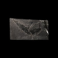 Natural History - Fossil Macrolepidotus Fish