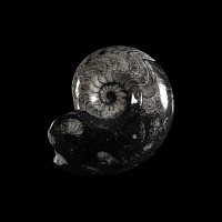 Natural History - Sporadoceras Fossil Goniatite