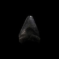 Natural History - Megalodon Giant Shark Fossil Tooth