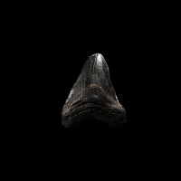 Natural History - Megalodon Giant Shark Fossil Tooth