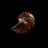 Natural History - Polished Fossil Nautilus