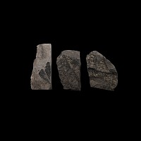 Natural History - British Fossil Fern Group