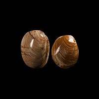 Natural History - Fossil Bivalve Group