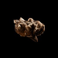 Natural History - Dwarf Hippopotamus Molar Tooth