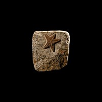 Natural History - Fossil Starfish
