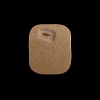 Natural History - Fossil Lacewing