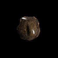 Natural History - Fossil Hexagonaria Coral