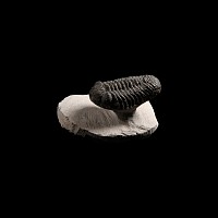 Natural History - Phacops Fossil Trilobite
