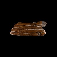 Natural History - Mammoth Fossil Tusk Section