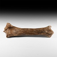 Natural History - Woolly Rhinoceros Fossil Leg Bone