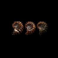 Natural History - Polished Douvilleiceras Fossil Ammonite Group