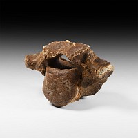Natural History - Woolly Rhinoceros Fossil Vertebra