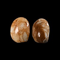 Natural History - Fossil Bivalve Group