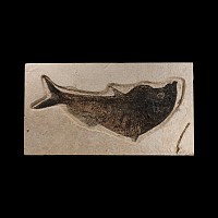 Natural History - Large Diplomystus Fossil Fish