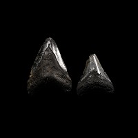 Natural History - Megalodon Giant Shark's Fossil Tooth Group