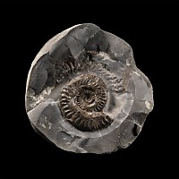 Natural History - 'Whitby' Fossil Ammonite