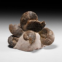 Natural History - Fossil Ammonoid Display