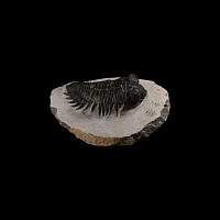 Natural History - Coltraneia Fossil Trilobite on Matrix
