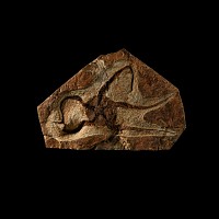 Natural History - Fossil Brittle Star on Matrix