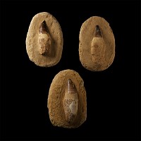 Natural History - Fossil Mosasaur Teeth Group