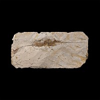 Natural History - Hyphalosaurus Fossil in Matrix